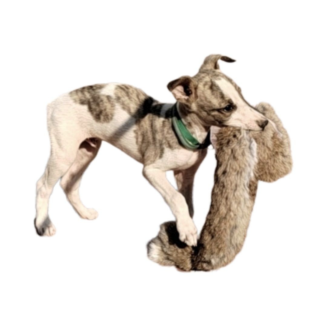 Outdoor Dog Walking Hunting Ch - Hunting Dog Outdoor のレビューと価格
