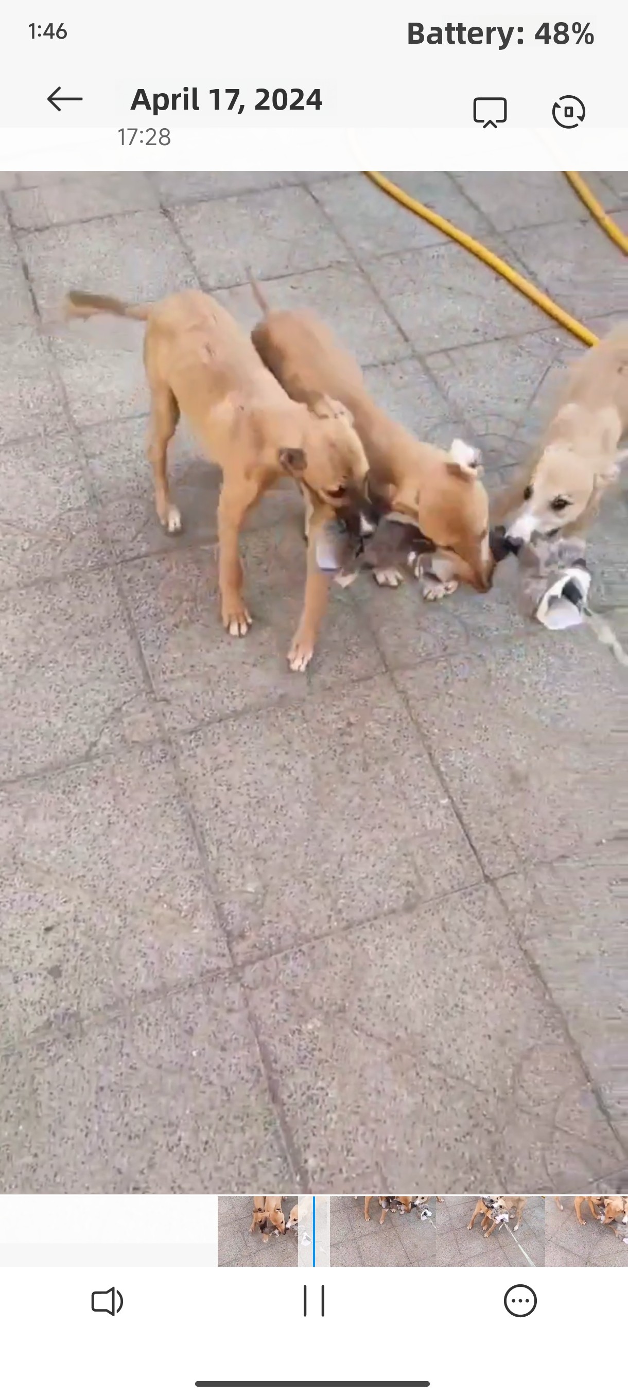 Outdoor Dog Walking Hunting Ch - Hunting Dog Outdoor のレビューと価格