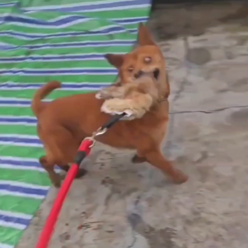 Outdoor Dog Walking Hunting Ch - Hunting Dog Outdoor のレビューと価格