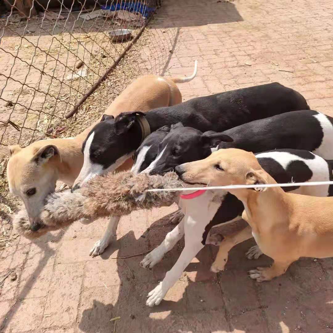 Outdoor Dog Walking Hunting Ch - Hunting Dog Outdoor のレビューと価格